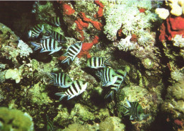 ANIMAL, FISH, MARITIME MUSEUM, SCISSORTAIL SERGEANT (ABUDEFDUF SEXFASCIATUS) ON THE REEF SLOPE, GERMANY, POSTCARD - Poissons Et Crustacés