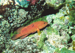 ANIMAL, FISH, MARITIME MUSEUM, CEPHALOPHOLIS MINIATUS, CORAL GROUPER, LABROIDES DIMIDIATUS, GERMANY, POSTCARD - Poissons Et Crustacés