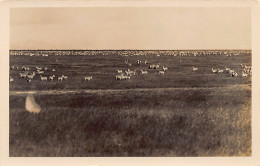 Kenya - Herd Of Zebras - REAL PHOTO - Publ. Martin Johnson  - Kenia