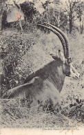 Tanganyika - Nice Specimen Of Antelope - Publ. Missions Des Pères Du Saint-Esprit  - Tanzania