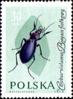 Pologne Poste N** Yv:1141 Mi:1278 Carabus Violaceus - Ungebraucht