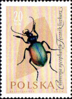 Pologne Poste N** Yv:1140 Mi:1277 Calosoma Sycophanta - Ongebruikt