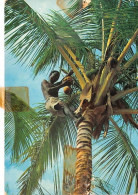 KENYA Palm Trees Coconut Picker 25(scan Recto-verso) MA1373 - Kenia