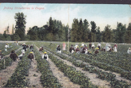 United States PPC Picking Strawberries In Oregon Animé Animation (2 Scans) - Otros & Sin Clasificación
