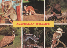 Australia, Wildlife, Fauna - Other & Unclassified