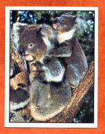 Image KOALA   N° 8 Autocollant Chocolat MENIER Bébés Animaux - Andere & Zonder Classificatie