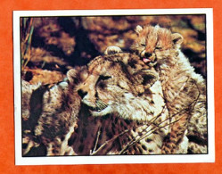 Image GUEPARD D'AFRIQUE  N° 19 Autocollant Chocolat MENIER Bébés Animaux - Andere & Zonder Classificatie