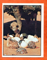 Image AUTRUCHE D'AFRIQUE DU SUD N° 10 Autocollant Chocolat MENIER Bébés Animaux - Andere & Zonder Classificatie