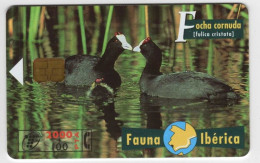 Espagne 2000 PTA Fauna Iberica Focha Cornuda 03/98 500.000 Exemplaires Vide Oiseau - Emissions Basiques