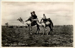 Nigeria - White Camels - Nigeria