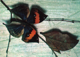 ANIMAUX - Papillons Exotiques - Kallima Inachus "Papillon Feuille" - Collection Sabat-Paris - Colorisé - Carte Postale - Butterflies