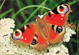 ANIMAUX - Paon Du Jour - Colorisé - Carte Postale - Butterflies