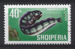 Albania 1967 Fish Y.T. 958  (0) - Albanië