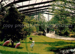 72655726 Walsrode Lueneburger Heide Freiflughalle Im Vogelpark Walsrode - Walsrode