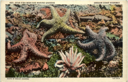 Oregon - Star Fish - Other & Unclassified