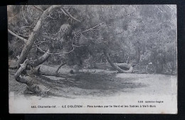 Cp, Arbres, Pins Tordus Par Le Vent Et Les Sables à Vert Bois, 17, Ile D'Oléron, écrite 1934 - Arbres