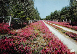 18 VIERZON Le Chemin Des Bruyères (Scan R/V) N° 3 \PB1115 - Vierzon