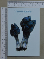 POSTCARD  - HELVELLA LACUNOSA - CHAMPIGNON - 2 SCANS  - (Nº59556) - Hongos