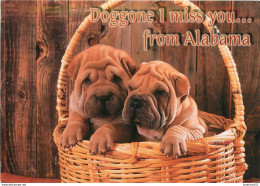 CPSM Doggone I Miss You....from Alabama-Chien-SherpeÃ¯     L2268 - Otros & Sin Clasificación