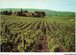 ALYP9-0883-39 - ARBOIS - Domaine Du Sorbief - Arbois