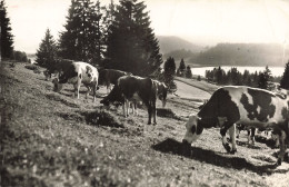 39 PATURAGES AU BORD DU LAC - Other & Unclassified