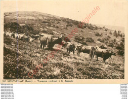 42.  LE MONT PILAT .   Troupeau Rentrant à La Jasserie . - Mont Pilat