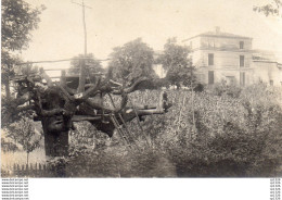 7Mé    Carte Photo Grand Arbre Extraordinaire Cabane Plateforme - Arbres