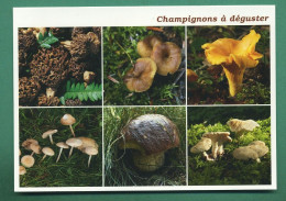 Champignons Morille Chanterelle Girolle Faux Mousseron Cèpe De Bordeaux Pied De Mouton ( Funghi Mushrooms Pilze Cèpes ) - Hongos