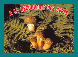 A La Découverte Des Cèpes ( Champignons, Funghi, Grzyby, Pilze, Hongos, Mushrooms Cèpe  ) - Hongos