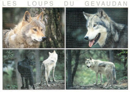 MARVEJOLS Les Loups Du Gevaudan 19 (scan Recto-verso)MA1901Ter - Marvejols