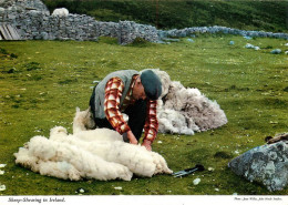 SHEEP SHEARING In IRLAND Irlande 38  (scan Recto-verso)MA1956Bis - Other & Unclassified