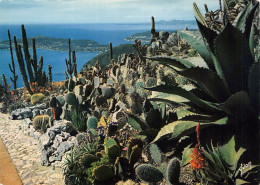 EZE Magnifique Jardin Exotique D Ou L On Decouvre Un Splendide Panorama 26(scan Recto-verso) MA1982 - Eze