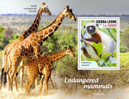 Sierra Leone 2020, Animals, Giraffes,  BF - Scimmie