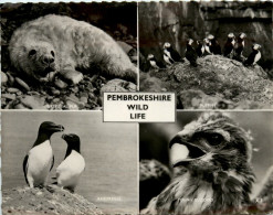 Pembrokeshire Wild Life - Pembrokeshire