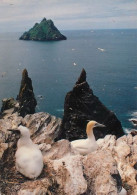 IRELAND Gannets And The Skellig Rocks 40  (scan Recto-verso)MA2060Ter - Otros & Sin Clasificación