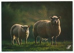 CPSM / CPM 10.5 X 15 Prestige DORDOGNE Moutons Dans Un Pré - Sarlat La Caneda