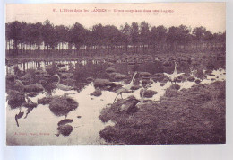 41 - OISEAUX - LANDES - EN HIVER - LES GRUES Dans Une LAGUNE - - Mimizan Plage