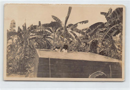 Honduras - SAN PEDRO SULA - - Real Photo June 1933 - Publ. Unknwon  - Honduras
