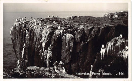 England - Farne Islands (Northd) Kittiwakes - Publ. The Northern Photographic Co. J.106 - Altri & Non Classificati