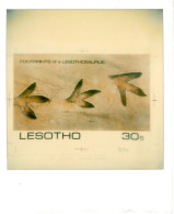 Lesotho 1983 "Dinosaur Footprints" (of 1984 Scott 446) Photo Proof Signed, Probably Unique - Preistorici