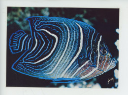 Angelfish Pomacanthus Semicirculatus - Poisson Coran - Bérard Photographe - Aquarium Monaco - Poissons Et Crustacés