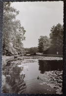 DE HOGE VELUWE. Vijver Bij Stenen Brug. - Other & Unclassified