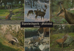 34674 - Österreich - Malta - Alpenwildpark Maltatal - 1968 - Other