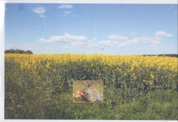 121580 - Unbekannter Ort - Blühendes Feld - Foto, Keine Ak - Te Identificeren