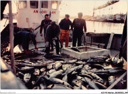 AJJP2-0174 - METIER - CONCARNEAU - DEBARQUEMENT DU THON  - Fishing