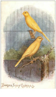 OISEAUX.n°24245.CANARIES - Oiseaux