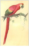 OISEAUX.n°24244.PERROQUET - Oiseaux