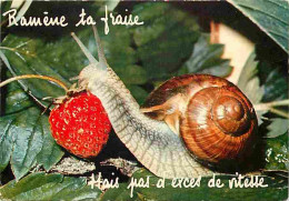 Animaux - Escargots - Fraises - Carte Humoristique - CPM - Voir Scans Recto-Verso - Otros & Sin Clasificación