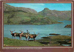 Animaux - Biches - Chevreuils - Red Deer Stags At Home In The Scottish Highlands - CPM - Voir Scans Recto-Verso - Otros & Sin Clasificación