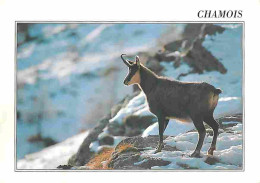 Animaux - Chamois - CPM - Voir Scans Recto-Verso - Otros & Sin Clasificación